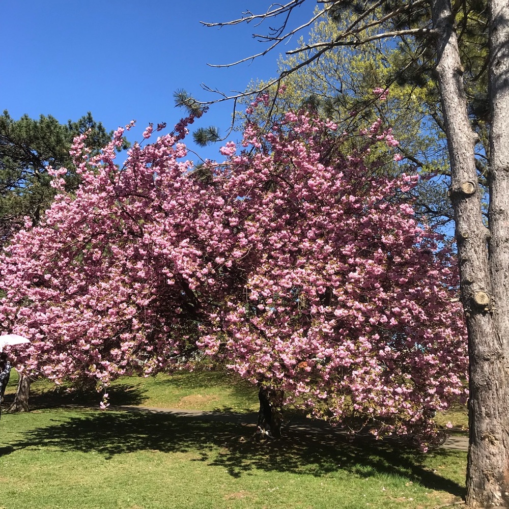 Meet your Posher, Charlotte